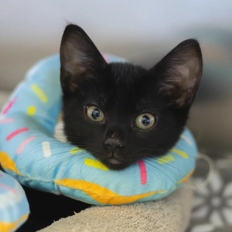 A baby small-sized male Black Domestic Short Hair cat named Samwise for adoption in Wilmington, DE