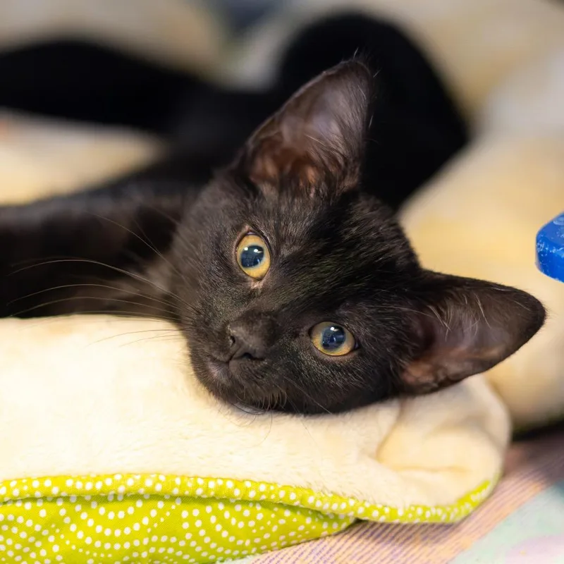 Samwise thumbnail 2