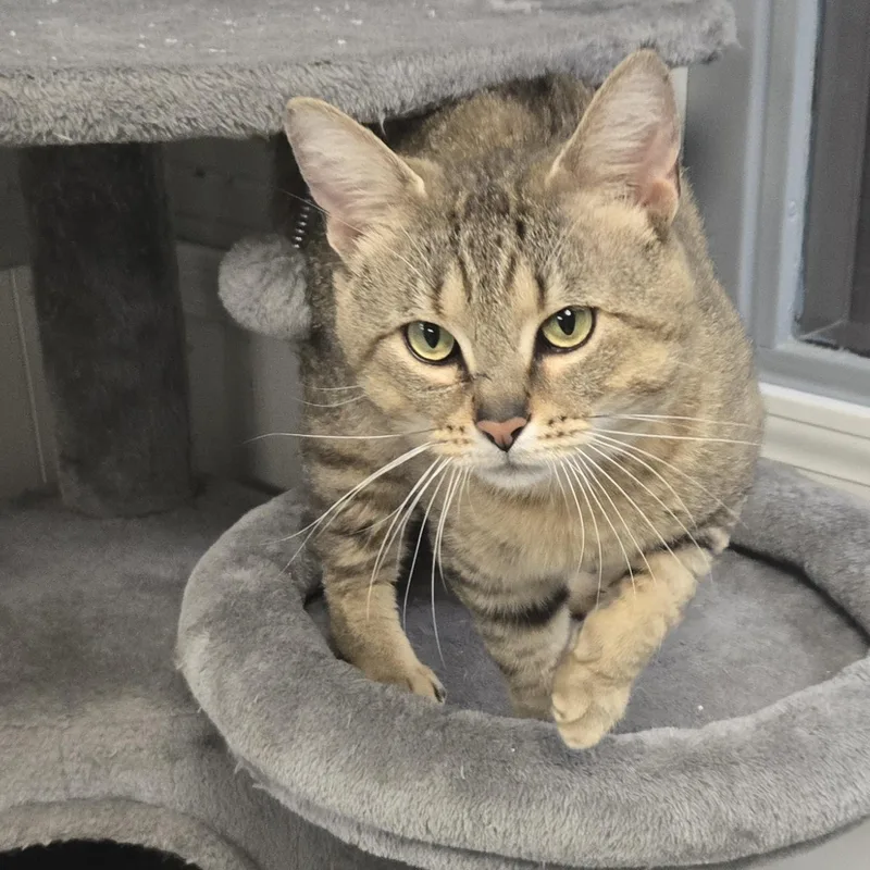 An adult large-sized male Black Domestic Short Hair cat named Cheshire for adoption in Xenia , OH
