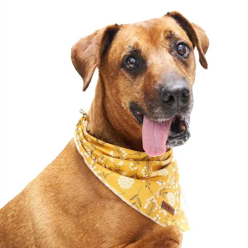 A senior medium-sized female Brown / Chocolate Mixed Breed dog named Miss Mango for adoption in San Diego, CA