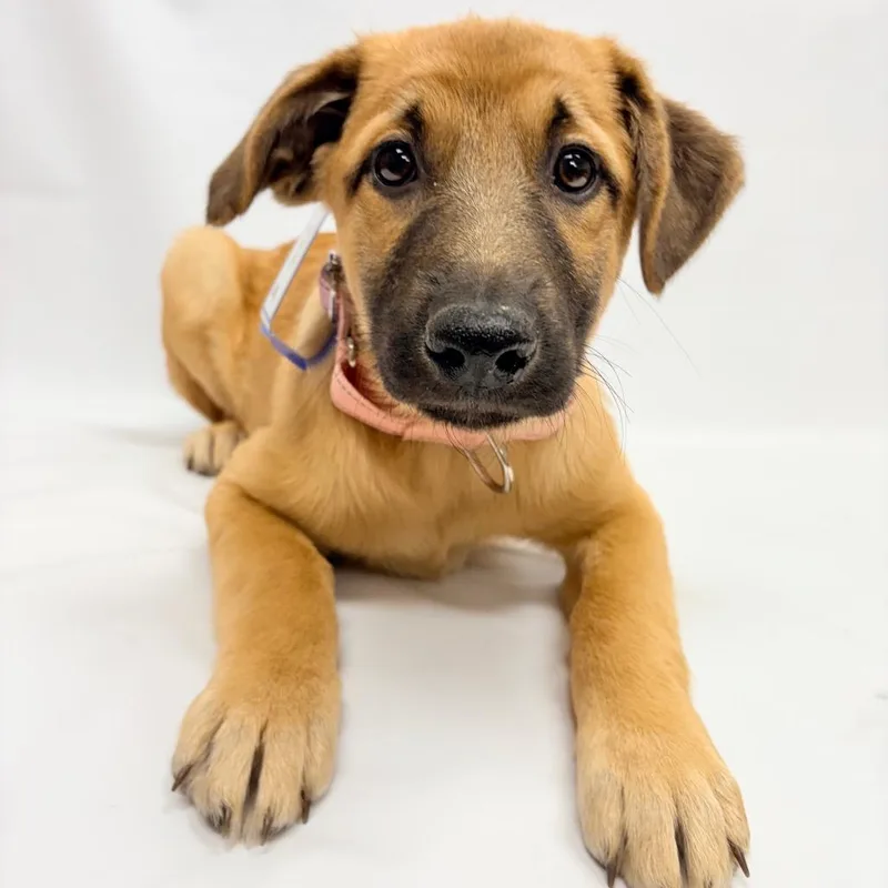 A baby small-sized female German Shepherd Dog dog named Cheyenne for adoption in Parker, CO