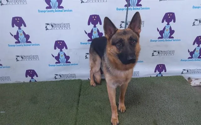 A young large-sized male German Shepherd Dog dog named Wolfie for adoption in Orlando, FL