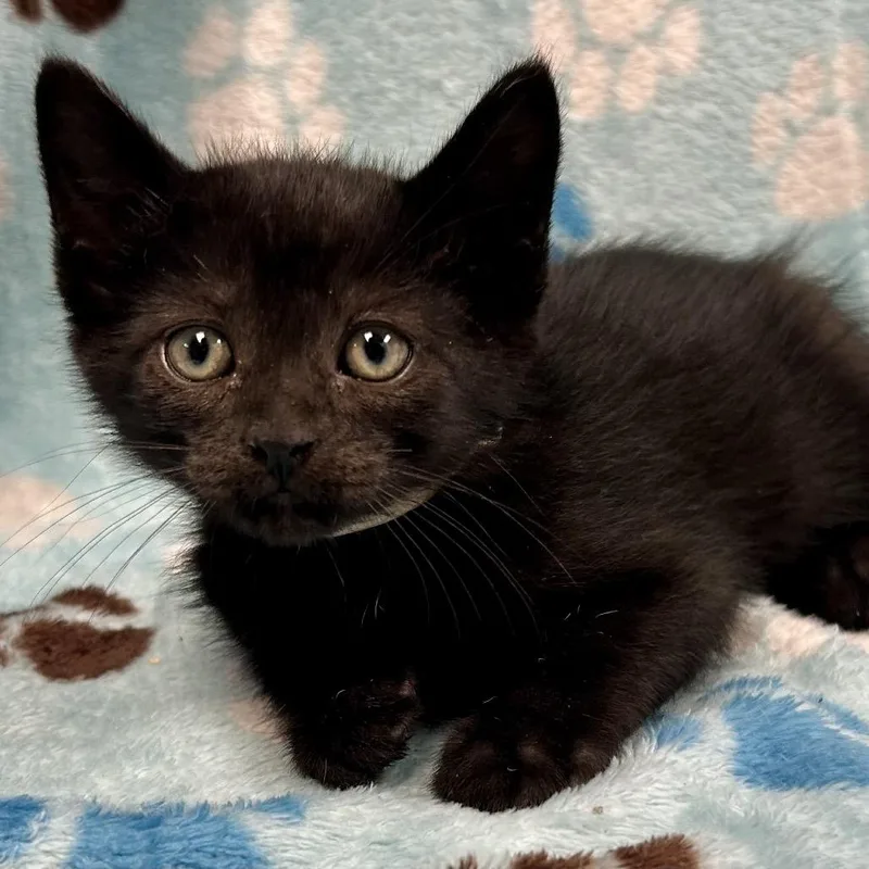 A baby small-sized male Black Domestic Short Hair cat named Pac for adoption in St Joseph, MO