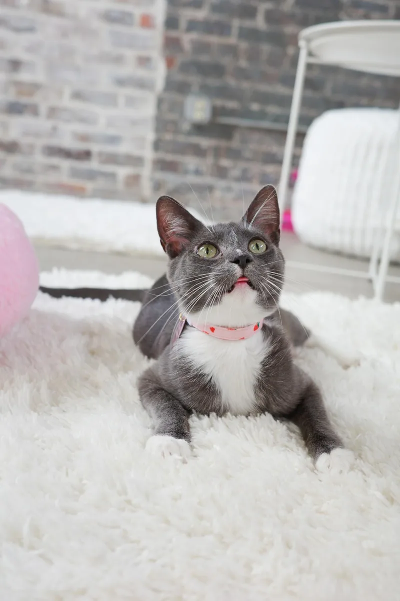 An adult medium-sized male Domestic Short Hair cat named Wembley for adoption in New Orleans, LA