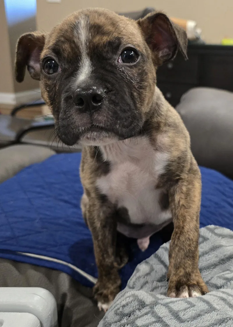 A young medium-sized male Boxer dog named Baxter for adoption in Barnhart, MO