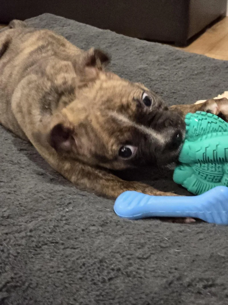 Baxter thumbnail 2