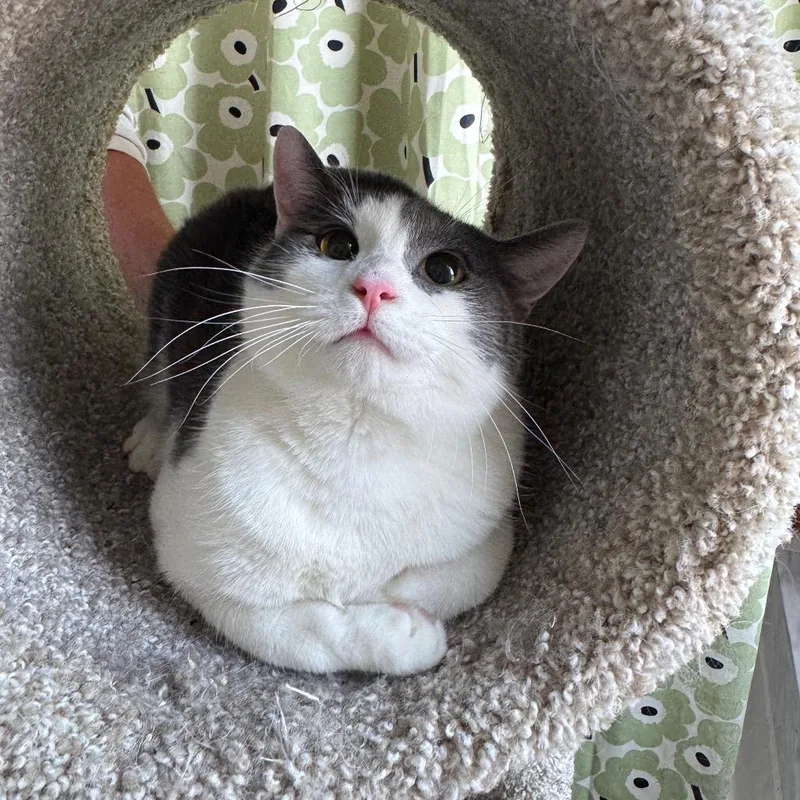 A young medium-sized male White Domestic Short Hair cat named Felix for adoption in Gibsonia, PA