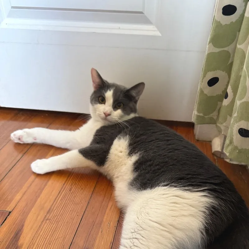 Felix thumbnail 6