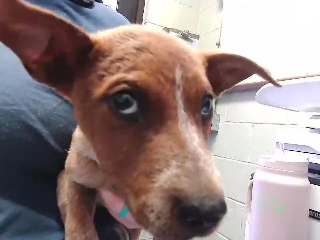 A baby small-sized female Pit Bull Terrier dog named Kaylee for adoption in Tulsa, OK