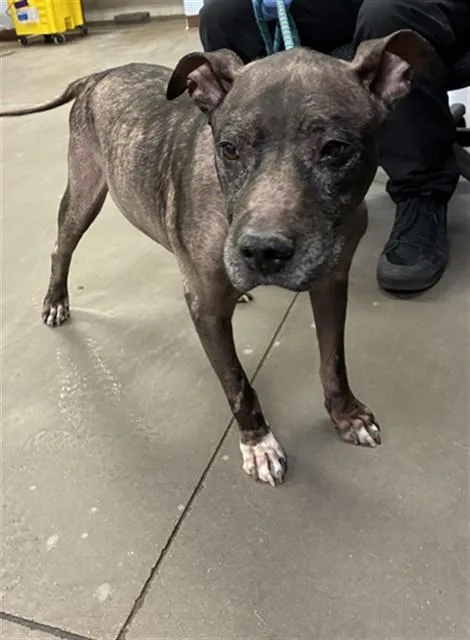 An adult large-sized male Pit Bull Terrier dog named Titan for adoption in Phoenix, AZ