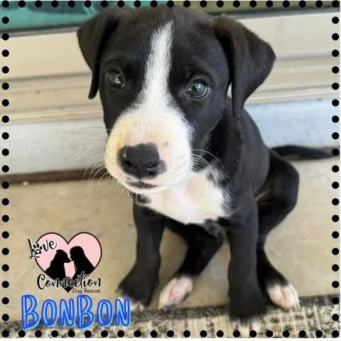 A baby medium-sized male Black Black Labrador Retriever dog named Bonbon for adoption in Gilbert, AZ