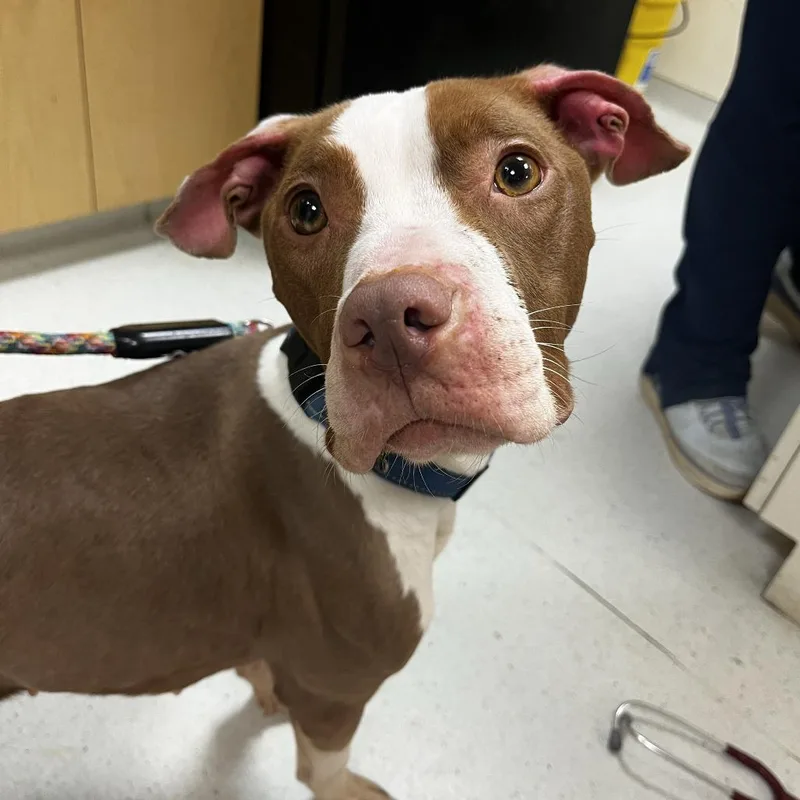 An adult medium-sized female Brown / Chocolate Pit Bull Terrier dog named Sonnet for adoption in Baltimore, MD
