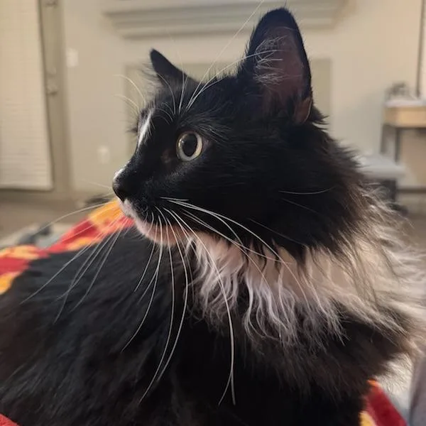 A senior extra large-sized female Black Domestic Long Hair cat named Pudding for adoption in Asheville, NC