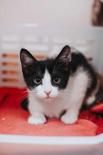 A baby small-sized female Domestic Short Hair cat named A Avocado Petsmart Mt for adoption in North Charleston, SC