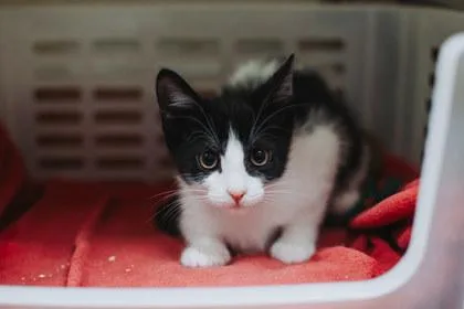 A Avocado Petsmart Mt thumbnail 2