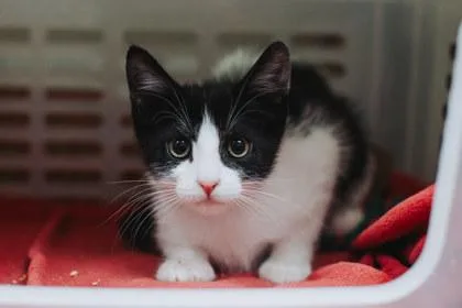 A Avocado Petsmart Mt thumbnail 3