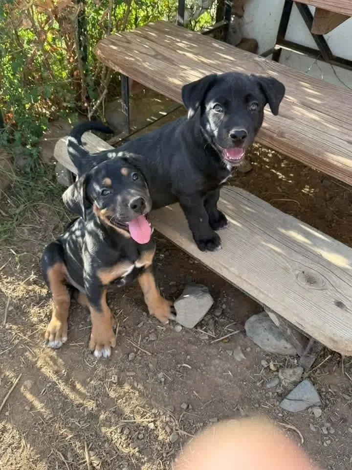 A baby medium-sized female Labrador Retriever dog named Lemon Zest fka Princess for adoption in Lafayette, CO