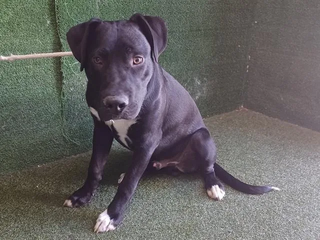 A young large-sized male Labrador Retriever dog named Dover for adoption in Lancaster, CA
