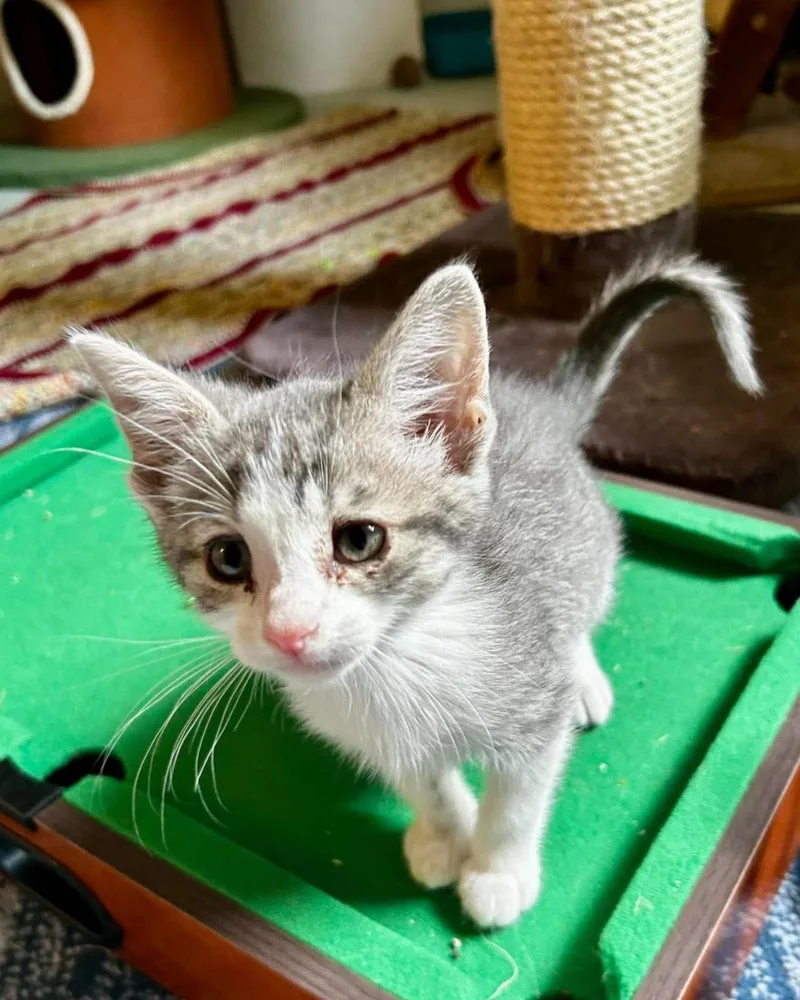 A baby small-sized female Tabby (Gray / Blue / Silver) Domestic Short Hair cat named Emily Bronte for adoption in Bloomsdale, MO