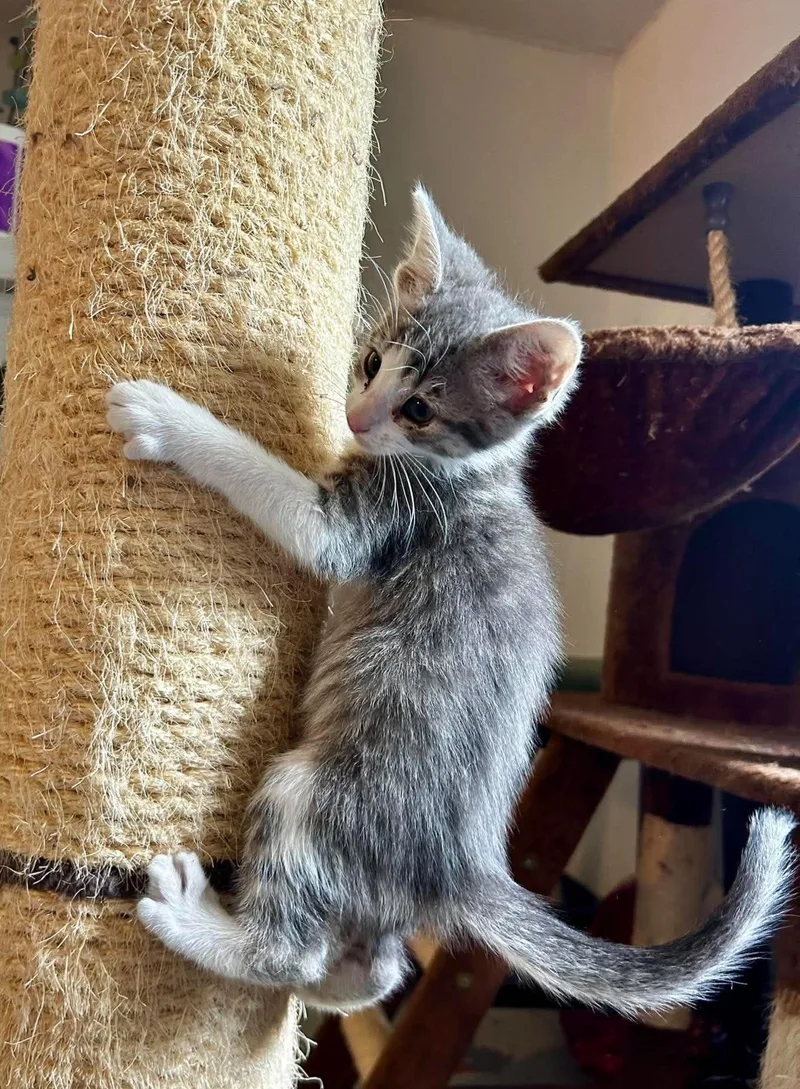 Emily Bronte thumbnail 5