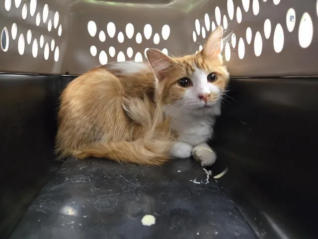 A young small-sized male Domestic Short Hair cat named Mason for adoption in Omaha, NE