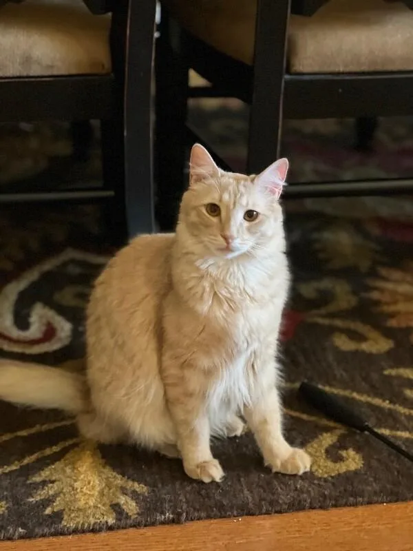An adult large-sized male White Tabby cat named Murphy BONDED to SkippyJon for adoption in Anthem, AZ