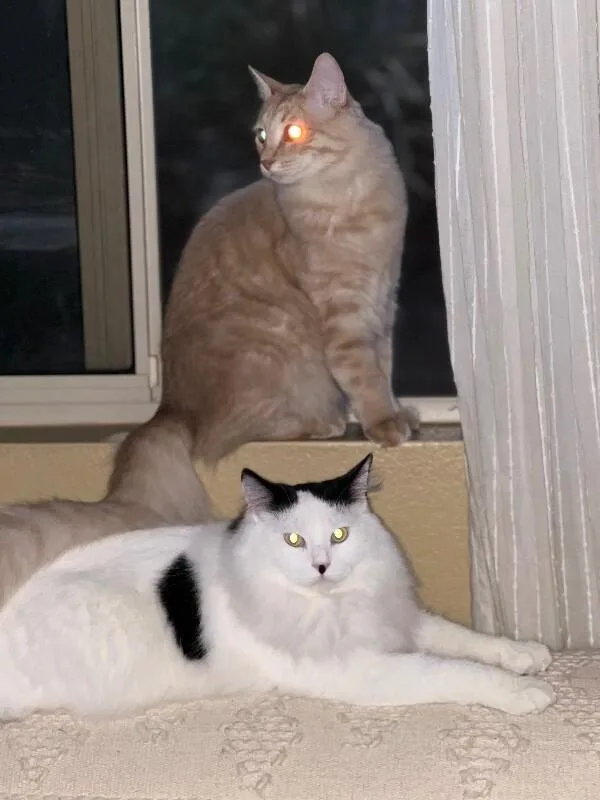 Murphy BONDED to SkippyJon thumbnail 2