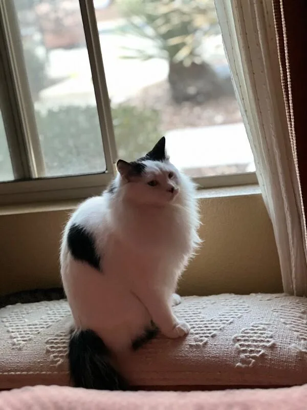 Murphy BONDED to SkippyJon thumbnail 3