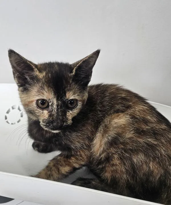 A baby medium-sized female Domestic Short Hair cat named Hazel for adoption in Cleveland, TN
