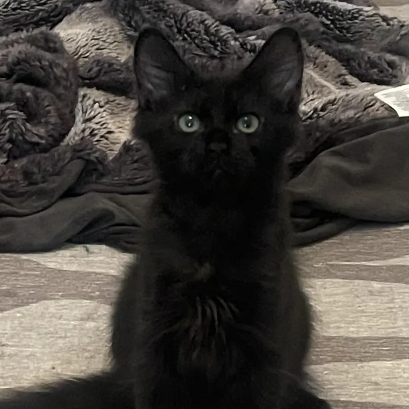 A baby medium-sized male Domestic Medium Hair cat named River for adoption in Sanford, NC