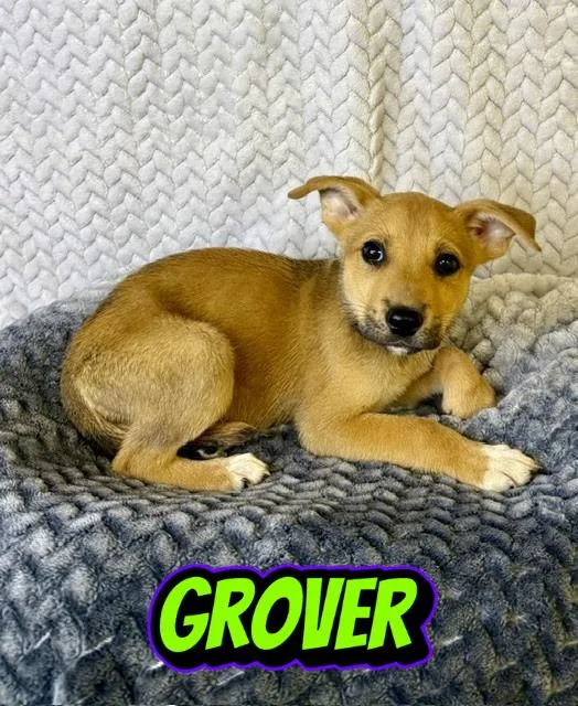 A baby medium-sized male Apricot / Beige Belgian Shepherd / Malinois dog named Grover for adoption in Comfort, TX