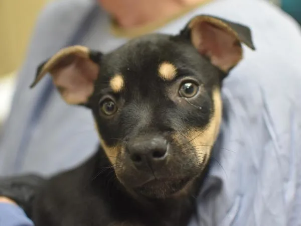 A baby small-sized female Pit Bull Terrier dog named Farmers Market for adoption in Portland, OR