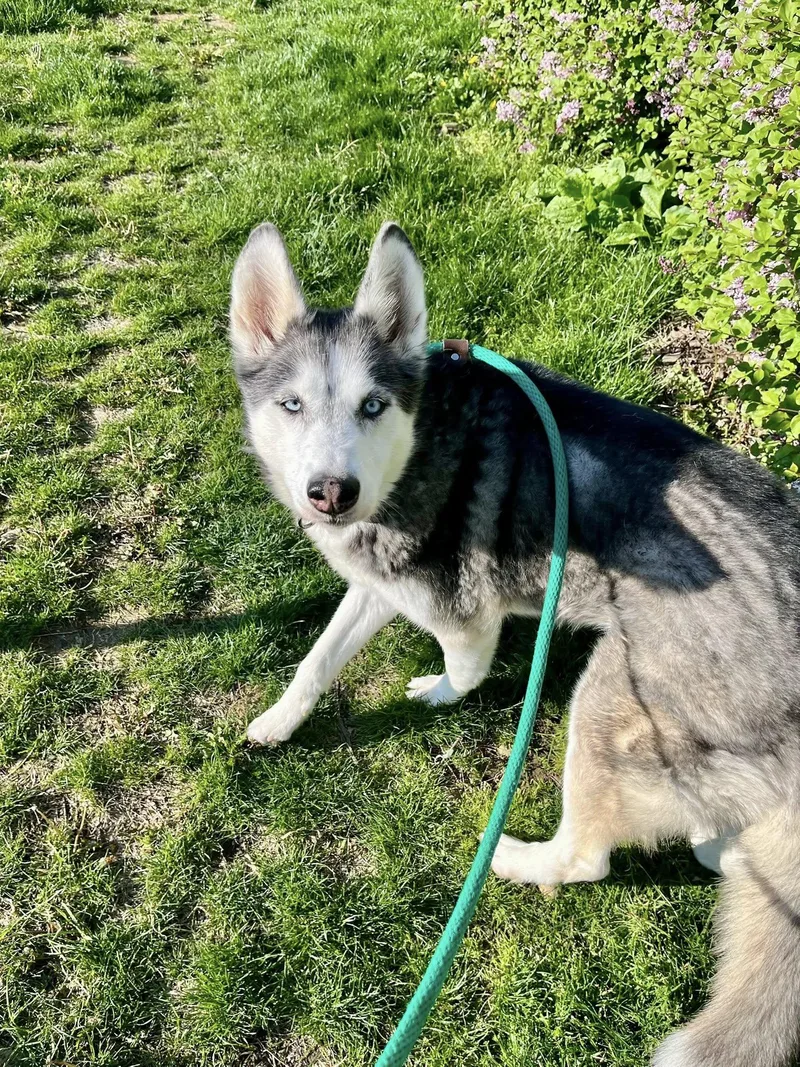 A senior medium-sized female Black Siberian Husky dog named Akira for adoption in Cleveland, OH