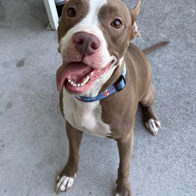 An adult large-sized female Brown / Chocolate Mixed Breed dog named Laiden for adoption in Jacksonville, FL