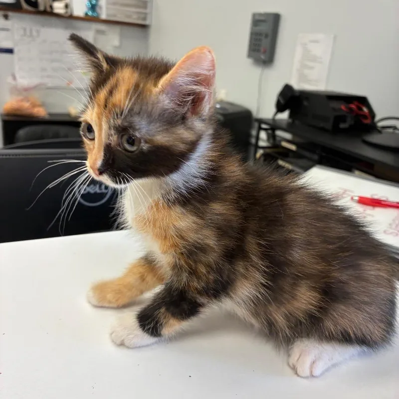 A baby small-sized female Calico Domestic Short Hair cat named Janette for adoption in Morganfield, KY