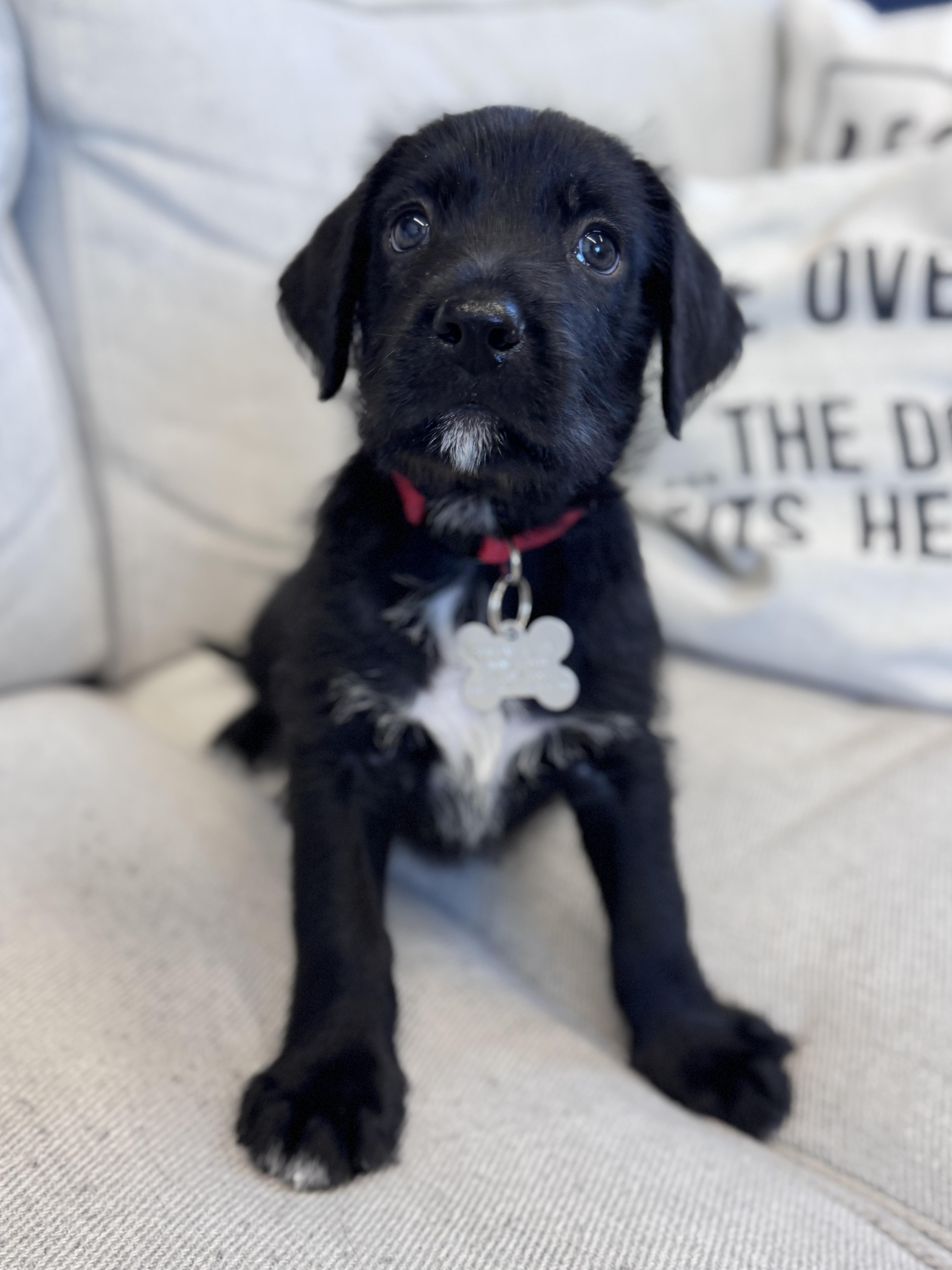 A baby medium-sized male Terrier dog named Lava for adoption in Palatine, IL