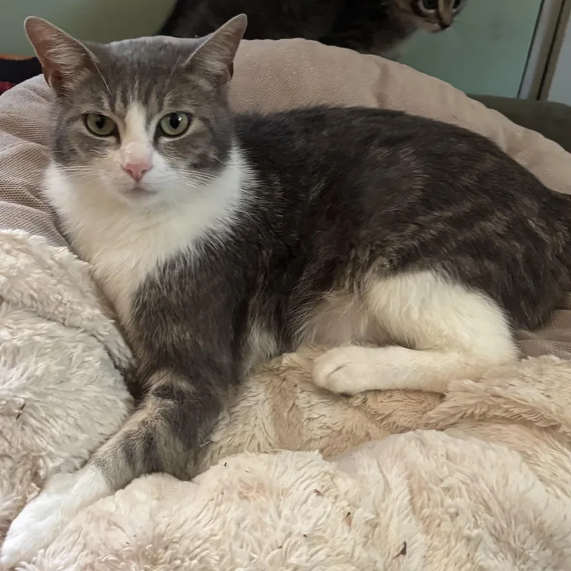 An adult medium-sized female Gray & White Domestic Short Hair cat named Queen Brie for adoption in Bentonville, AR