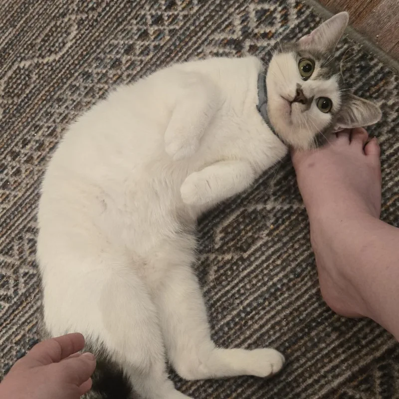 A young small-sized female White Domestic Short Hair cat named Lois Morano for adoption in Los Angeles, CA