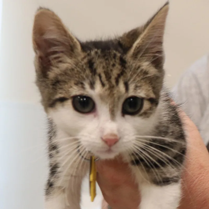 A baby small-sized female Domestic Short Hair cat named Happy for adoption in Port Washington, NY