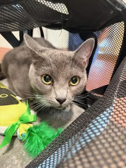 An adult small-sized female Domestic Short Hair cat named Nala for adoption in New Orleans, LA