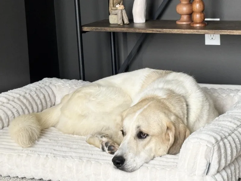 An adult large-sized male Labrador Retriever dog named Wimby for adoption in Nashville, TN
