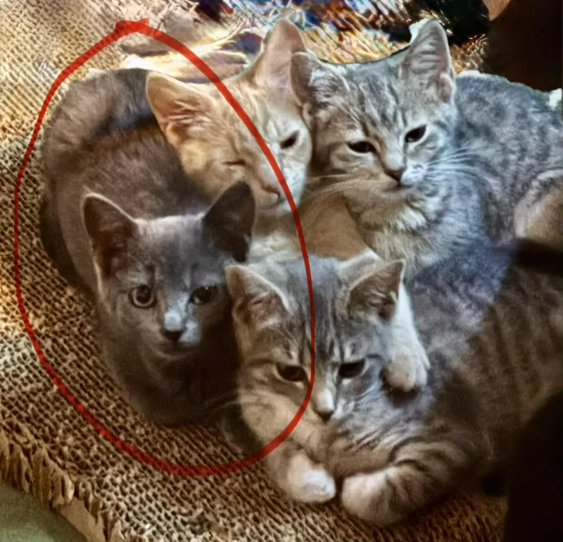 A baby small-sized male Domestic Short Hair cat named Achilles Grey Swift for adoption in Bethel Park, PA