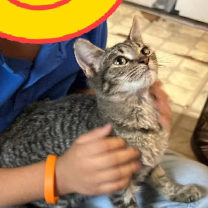 A baby small-sized male Brown / Chocolate Domestic Short Hair cat named Jerry Maguire for adoption in Boerne, TX