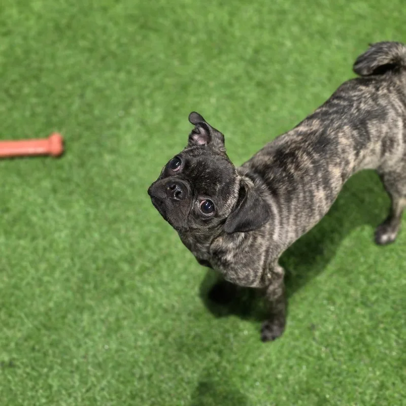A baby small-sized female Brindle Pug dog named Pita BW for adoption in Austin, TX