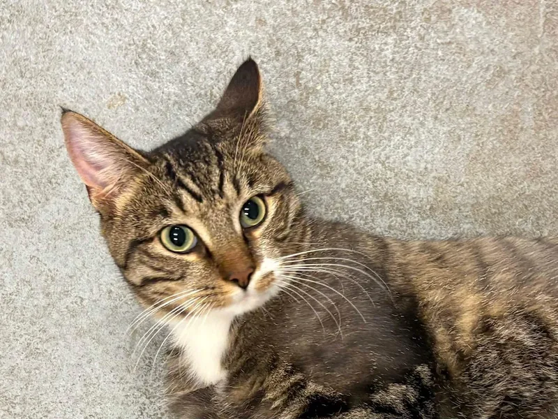 An adult medium-sized male Calico Domestic Short Hair cat named Skittles for adoption in Oberlin, OH