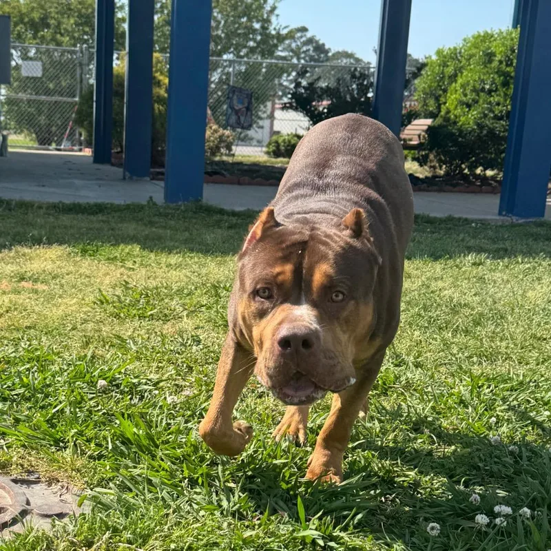 A young large-sized male Brown / Chocolate Pit Bull Terrier dog named Pomelo for adoption in Elizabeth City, NC