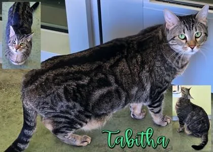 Tabitha