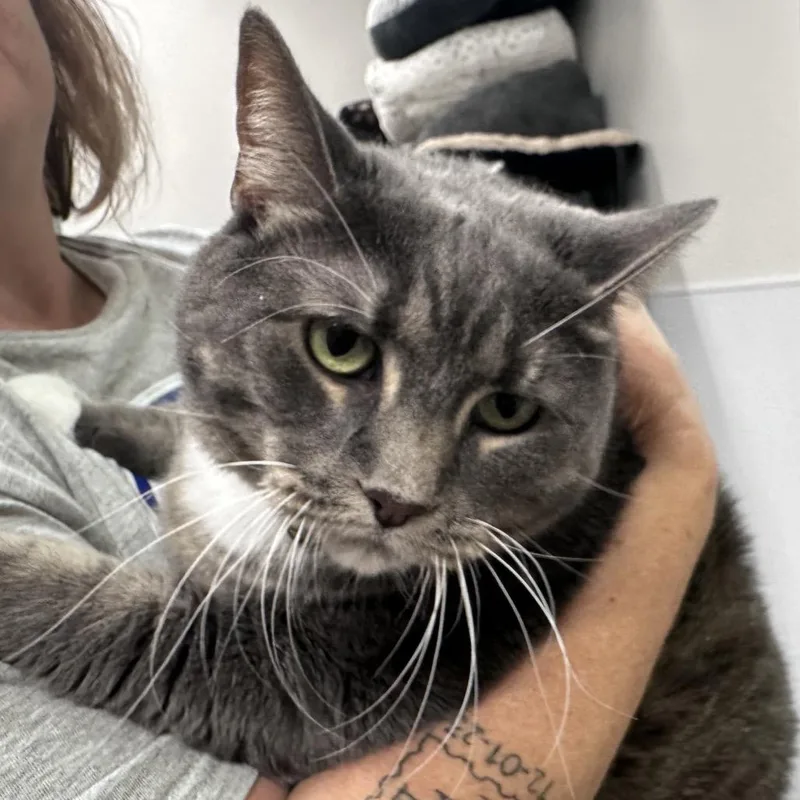 An adult small-sized female Gray / Blue / Silver Domestic Short Hair cat named Sammie for adoption in Mount Vernon, IN