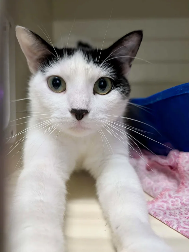 A young medium-sized female Black & White / Tuxedo Domestic Short Hair cat named Verna for adoption in Detroit Lakes, MN