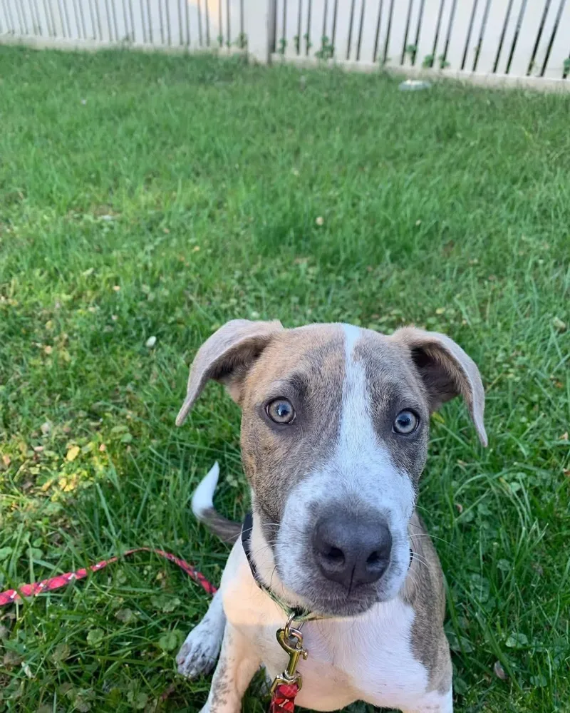 A baby medium-sized male Pit Bull Terrier dog named Wheatley for adoption in Carmel, NY